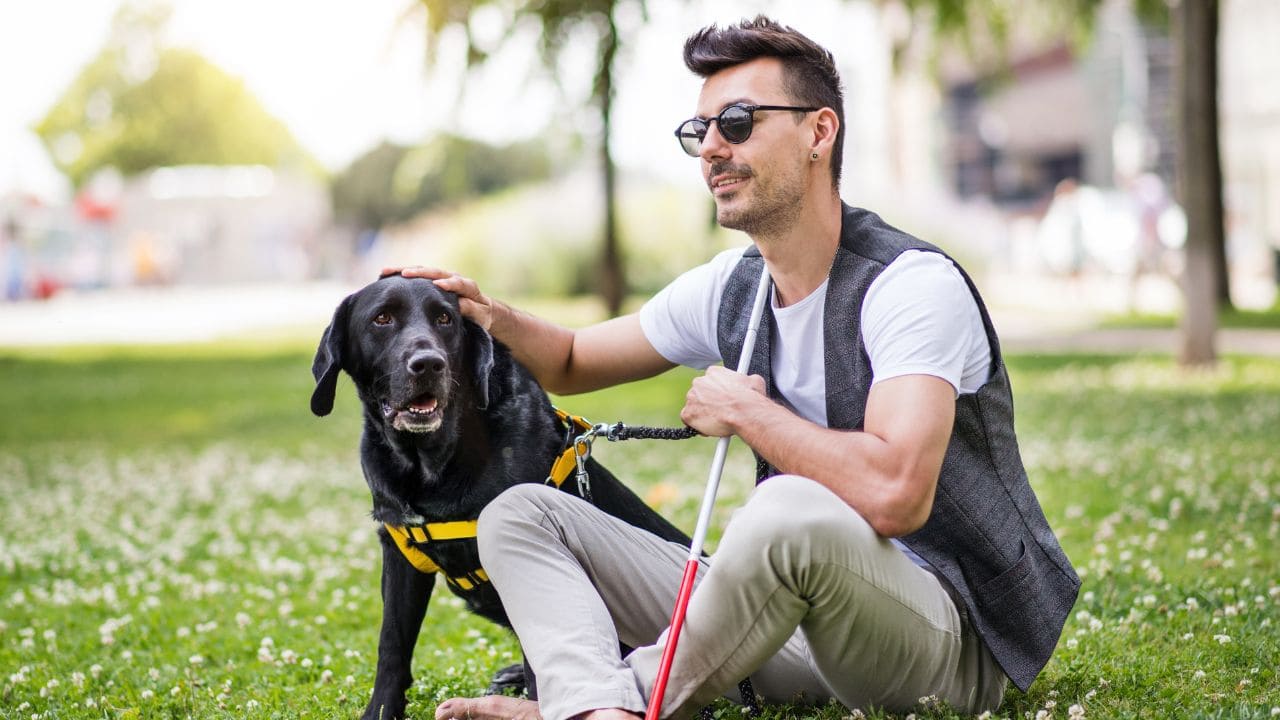 Perro de asistencia para personas con discapacidad